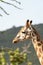 Portrait of giraffe close up, side view, in the Masaai Mara Reserve - Kenya, Africa