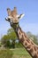 Portrait of giraffe eating a grass