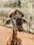 Portrait of a giraffe, front view