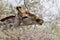 Portrait Giraffe, Giraffa camelopardalis, in Etosha National Park, Namibia