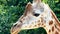 Portrait of a Giraffe (Giraffa camelopardalis rothschildi)