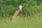 Portrait of a Giraffe Grazing on Grasses