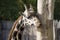 A portrait giraffe itches about a tree and nibbles it.