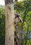 A portrait giraffe itches about a tree and nibbles it.