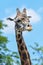 Portrait of a Giraffe just the neck and head