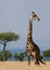 Portrait of a giraffe. Kenya. Tanzania. East Africa.