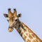 Portrait of giraffe in Kruger Park, South Africa