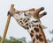 Portrait of giraffe licking a stick