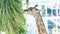 Portrait of a giraffe with long neck and funny head helps the animal find food on the tall branches