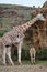 Portrait Of A Giraffe Looking At The Camera In The Natural Park Of Cabarceno Old Mine For Iron Extraction. August 25, 2013.