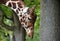 Portrait of a giraffe of mesh & x28;Giraffa camelopardalis reticulata Linnaeus& x29; with the hung head. Side view