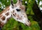 Portrait of a giraffe of mesh Giraffa camelopardalis reticulata Linnaeus. Side view