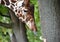 Portrait of a giraffe of mesh Giraffa camelopardalis reticulataLinnaeus with the flicked out tongue language. Side view