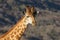 Portrait of giraffe in Ndaka Game Reserve