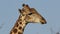 Portrait of a giraffe ruminating