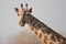 Portrait of a giraffe in southern Africa.