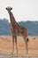 Portrait of a giraffe in southern Africa.