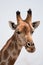 Portrait of a giraffe in southern Africa.