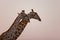 Portrait of a giraffe in southern Africa.