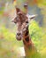 Portrait giraffe with tree