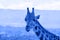 Portrait of giraffe watching on you. Blue toned