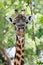 Portrait giraffes, South Luangwa National Park, Zambia
