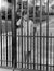 Portrait of girl through bars of fence
