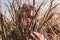 Portrait of a girl in thick branches