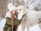 Portrait of a girl and a white large pedigreed dog in winter. Dog alabai