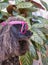 Portrait of glamorous little black dog in pink sunglasses