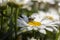 A portrait of a gliding fly on a big white daisy in a garden between other flowers.