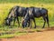 Portrait of a Gnu or blue wildebeest Taurinus Connochaetes a common antelope found in almost every game reserve in South Africa