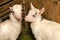 Portrait of a goat in a barn. Photo of animals in the natural en