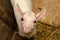 Portrait of a goat in a barn. Photo of animals in the natural en