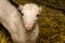 Portrait of a goat in a barn. Photo of animals in the natural en
