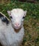 Portrait of a goat in a barn. Photo of animals in the natural en