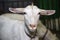 Portrait of a goat breed Zaanenskaya c beautiful eyes on the background of a green fence. Sheep farming, agriculture