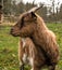 Portrait of goat. Close-up view