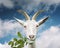 Portrait of goat eats grass on sky background