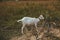 Portrait of goat in the farm