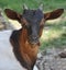 Portrait of a goat in a green meadow