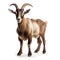 Portrait of a goat isolated on a white background, front view