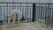 Portrait of goat with long ears at agricultural animal exhibition, trade show