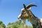 Portrait of goat with an open mouth, on the meadow