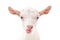 Portrait of a goat showing tongue