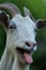 Portrait of a goat showing tongue. Funny white goat. Curious happy goat