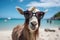Portrait goat wearing dark sunglasses. Generative AI