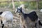 Portrait goats in the farm and chewing grass