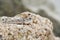 Portrait of a Gold Spotted Mud Skipper