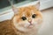 Portrait of a Golden British cat close-up that looks into the camera with charming green eyes